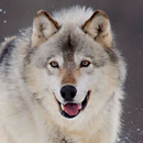 Wolf Wallpapers aplikacja