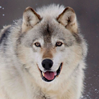 Wolf Hintergrundbilder Zeichen