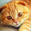 Cute Cat Wallpapers icon
