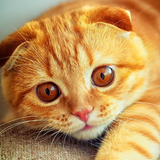 Cute Cat Wallpapers icon