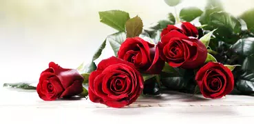 Red Rose Wallpapers