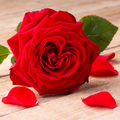 Sfondi rosa rossa