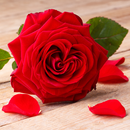 Fonds d'écran Red Rose APK