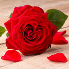 Красные Розы Обои иконка