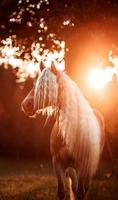 Beautiful Wallpapers screenshot 1