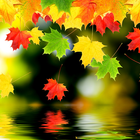 Autumn Leaves Wallpapers icon