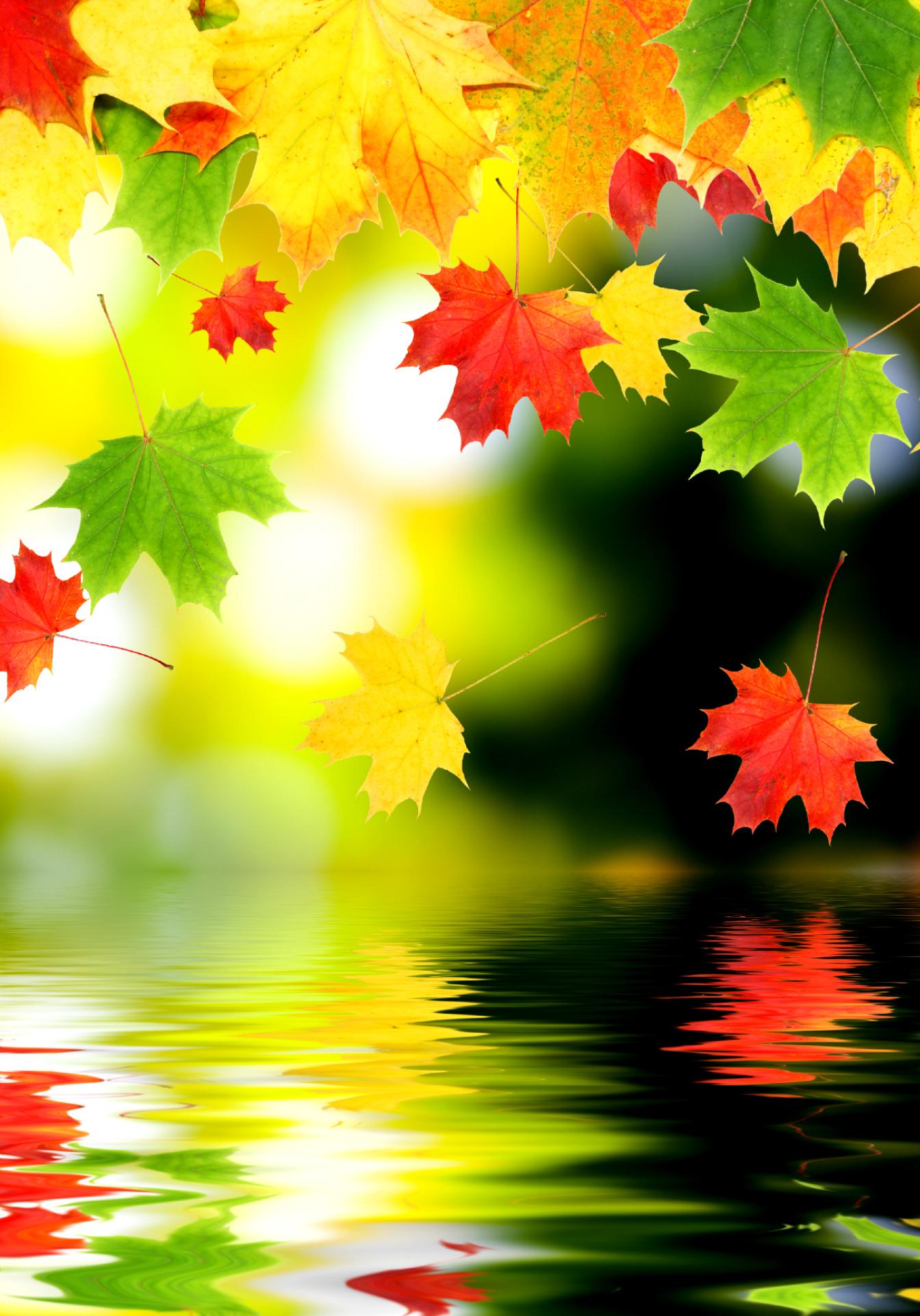 Falling Leaves Wallpapers For Android Apk Download