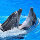 APK Sfondi di delfini