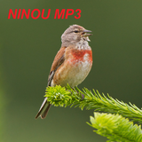 NinouMP3 icône