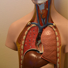 Anatomie Humain 3D Médecine‏ icône