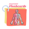 Anatomy Flashcards 2025
