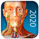 APK Atlas of Human Anatomy 2020