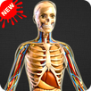 Human Anatomy Bones and Internal Organs Anatomical APK