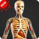 Human Anatomy Bones and Internal Organs Anatomical ikona