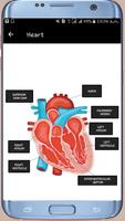 Human Anatomy Bones and Internal Organs Anatomical اسکرین شاٹ 3