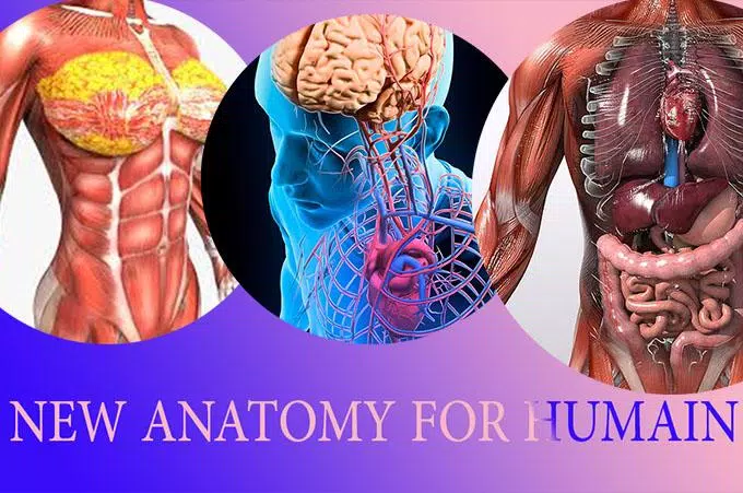 Menschliche Anatomie 3D für Erbauung für Android - APK herunterladen