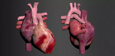 Kreislaufsystem in 3D Anatomie