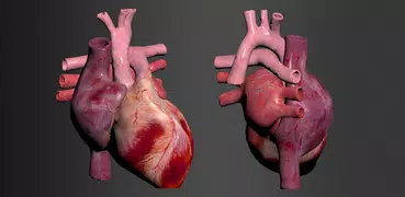 Circulatory System 3D Anatomy