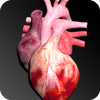 ikon Circulatory System in 3D (Anatomy) ikon Circulatory System in 3D (Anatomy)