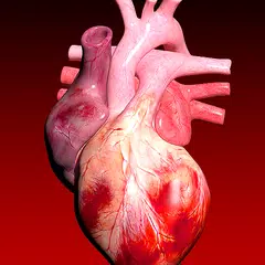 Kreislaufsystem in 3D Anatomie XAPK Herunterladen