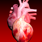 Circulatory System 3D Anatomy أيقونة