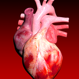 Circulatory System 3D Anatomy biểu tượng