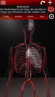 Kreislaufsystem in 3D Anatomie Plakat