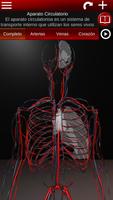 Sistema Circulatorio 3D Poster