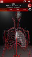 3Dによる循環系（解剖学） ポスター