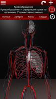 Система кровообращения в 3D постер