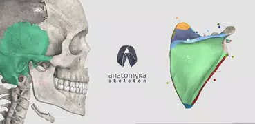 Anatomyka Skeleton
