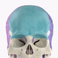 Скачать Anatomyka Skeleton XAPK