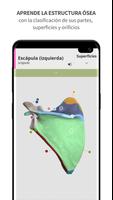 Anatomyka Esqueleto Poster
