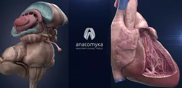 Anatomyka - Anatomía 3D