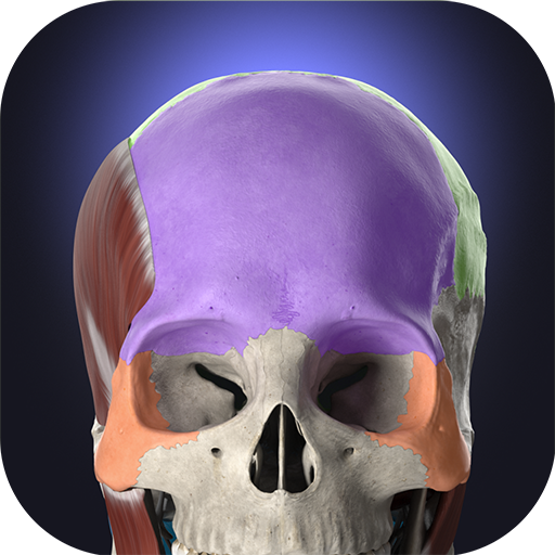 Anatomyka - Anatomía 3D