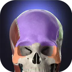 Скачать Anatomyka - 3D анатомия XAPK