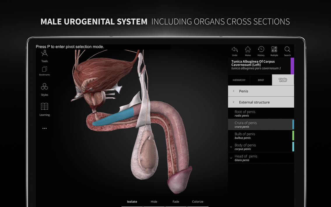 Anatomyka - 3D Anatomy Atlas screenshot 20