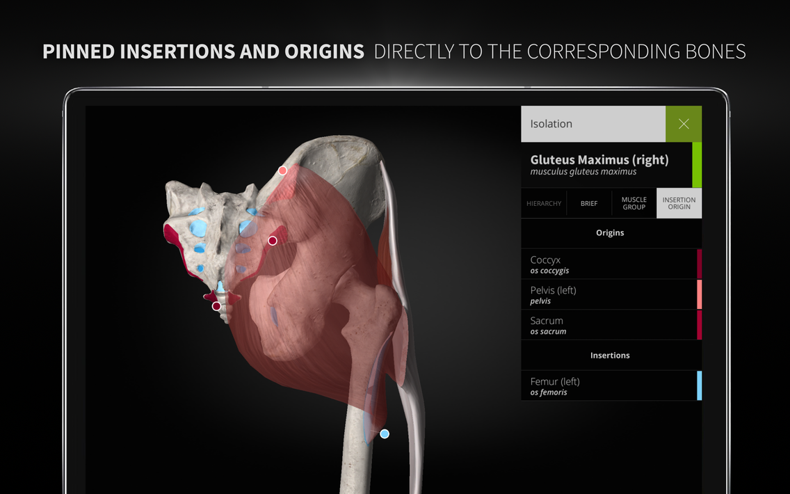 Anatomyka - 3D Anatomy Atlas screenshot 23