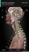 Anatomyka - Anatomia 3D plakat
