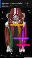 Anatomyka - 3D анатомия скриншот 1