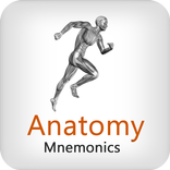Anatomy Mnemonics