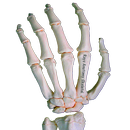 Rays Anatomy Skeletal System APK