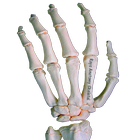 Rays Anatomy Skeletal System icono