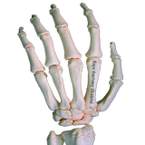 Rays Anatomy Skeletal System icône