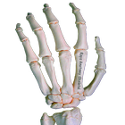 Rays Anatomy Skeletal System ícone