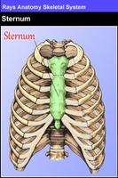 Rays Anatomy Skeletal System capture d'écran 1