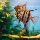 Angelfish Care & Species Guide APK