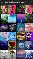 Beautiful Flowers Wallpaper 海报
