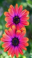 Beautiful Flowers Wallpaper 截图 2