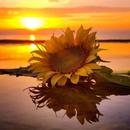 Good Morning - Fresh Quotes aplikacja